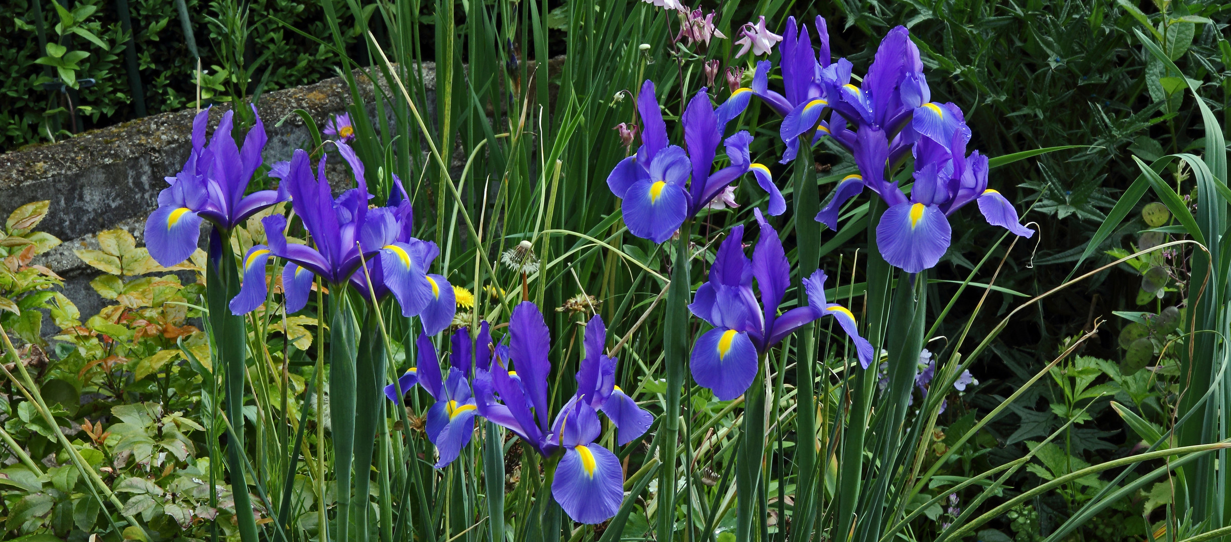 Die blauen Iris sind jedes Jahr ein Pracht in meinen Augen...