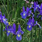 Die blauen Iris sind jedes Jahr ein Pracht in meinen Augen...