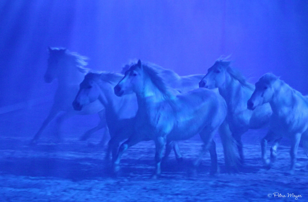 Die blauen Pferde