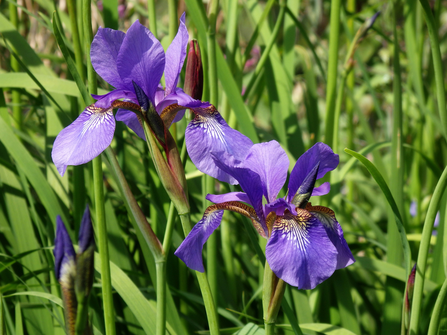 Die blauen Schwertlilien (Iris sibirica) blühen wieder