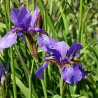 Die blauen Schwertlilien (Iris sibirica) blühen wieder