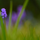 Die blauen Wiesenbewohner 