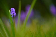 Die blauen Wiesenbewohner 