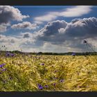 Die blauen,die im Kornfeld wohnen 1