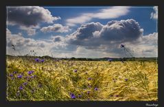 Die blauen,die im Kornfeld wohnen 1