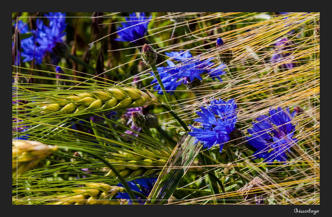 Die blauen,die im Kornfeld wohnen 10