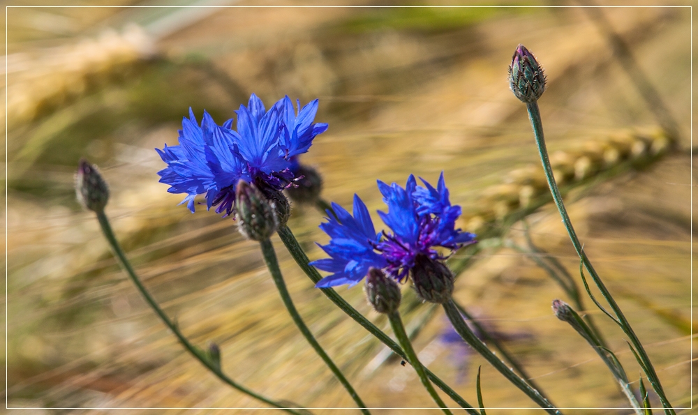 Die blauen,die im Kornfeld wohnen 2