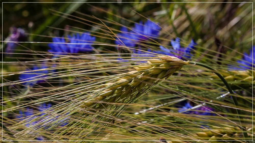 Die blauen,die im Kornfeld wohnen 3