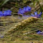 Die blauen,die im Kornfeld wohnen 3