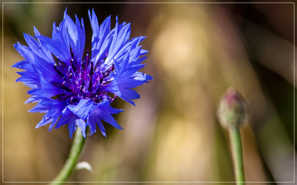 Die blauen,die im Kornfeld wohnen 4