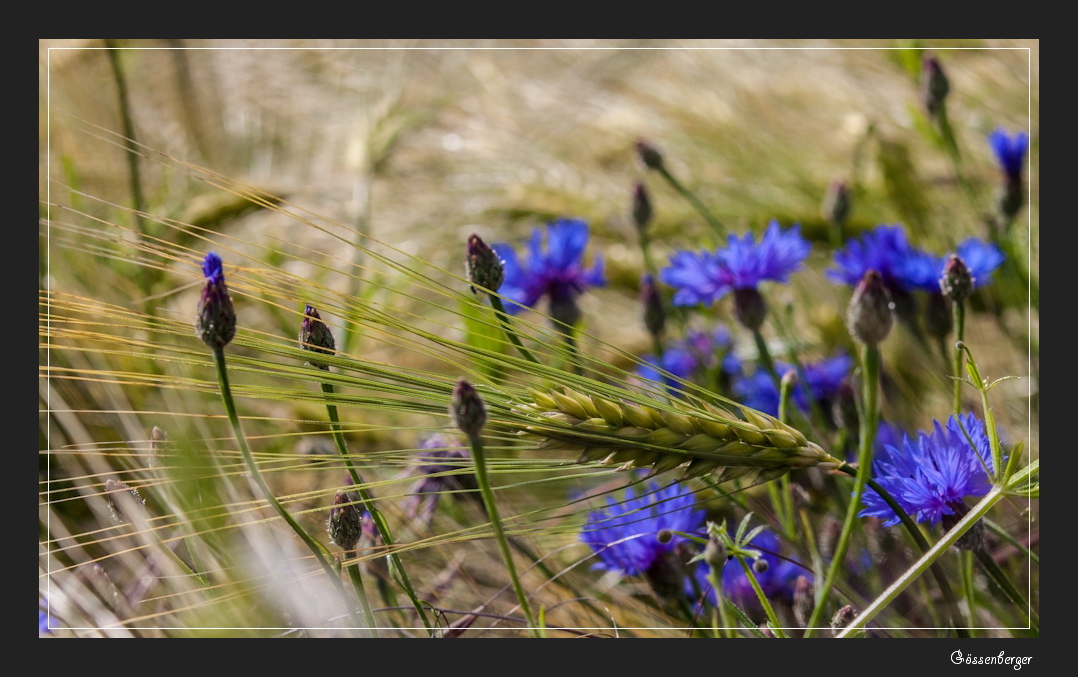 Die blauen,die im Kornfeld wohnen 7