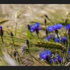 Die blauen,die im Kornfeld wohnen 7