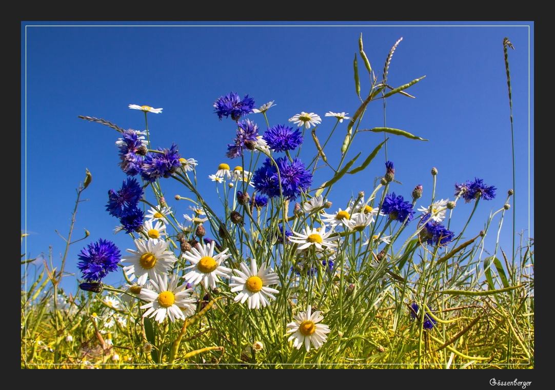 Die blauen,die im Rapsfeld wohnen 6