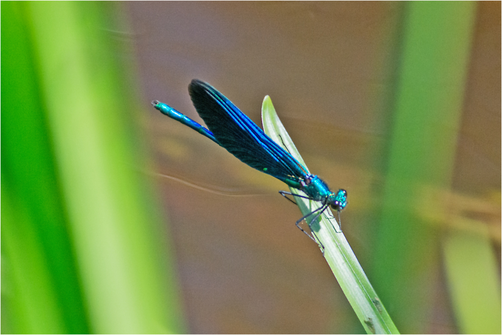 Die Blauflügel-Prachtlibelle (Calopteryx virgo) . . .