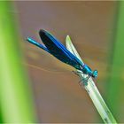 Die Blauflügel-Prachtlibelle (Calopteryx virgo) . . .