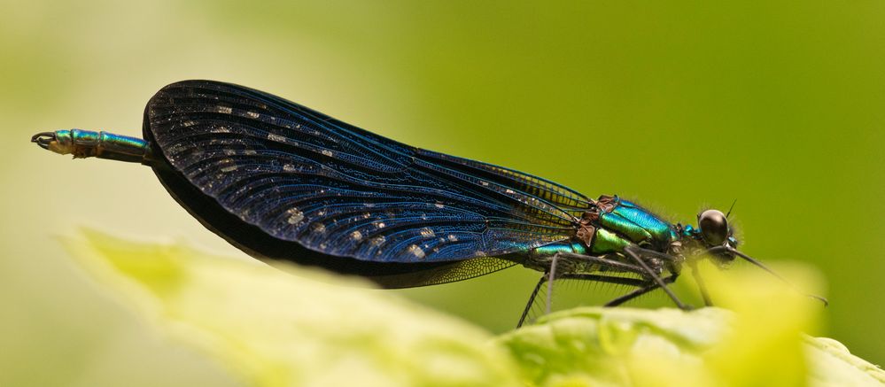 Die Blauflügel-Prachtlibelle (Calopteryx virgo), Provence, Sorgue, 12.06.2018, 