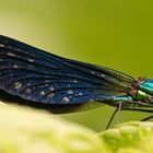 Die Blauflügel-Prachtlibelle (Calopteryx virgo), Provence, Sorgue, 12.06.2018, 