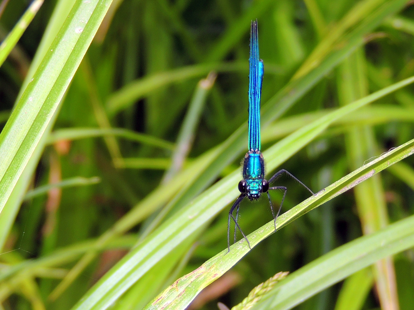 Die Blauflügel-Prachtlibelle