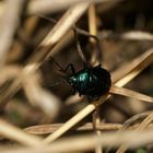 Die Blaugrüne Baumwanze (Zicrona caerulea) ...