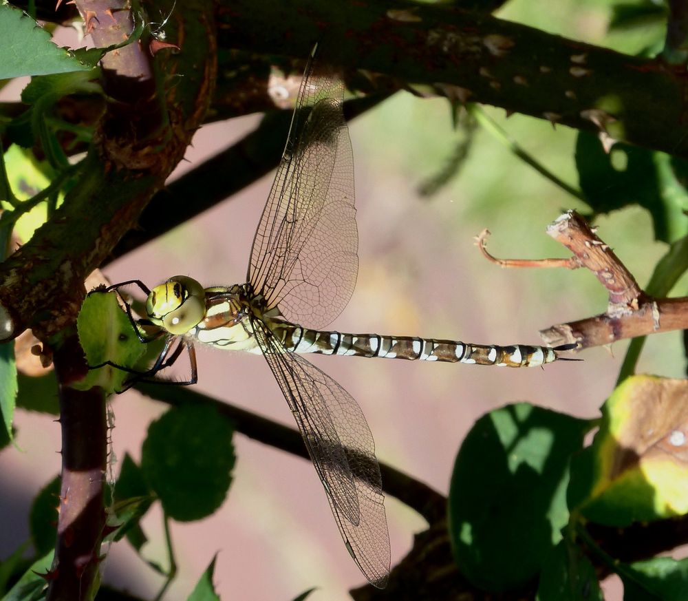 Die "Blaugrüne Mosaikjungfer"  (Aeshna cyanea)...