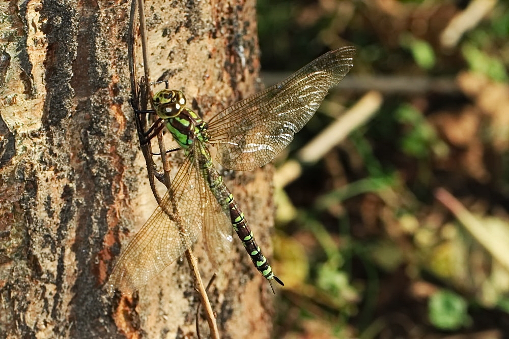 Die Blaugrüne Mosaikjungfer (Aeshna cyanea)...