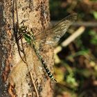 Die Blaugrüne Mosaikjungfer (Aeshna cyanea)...