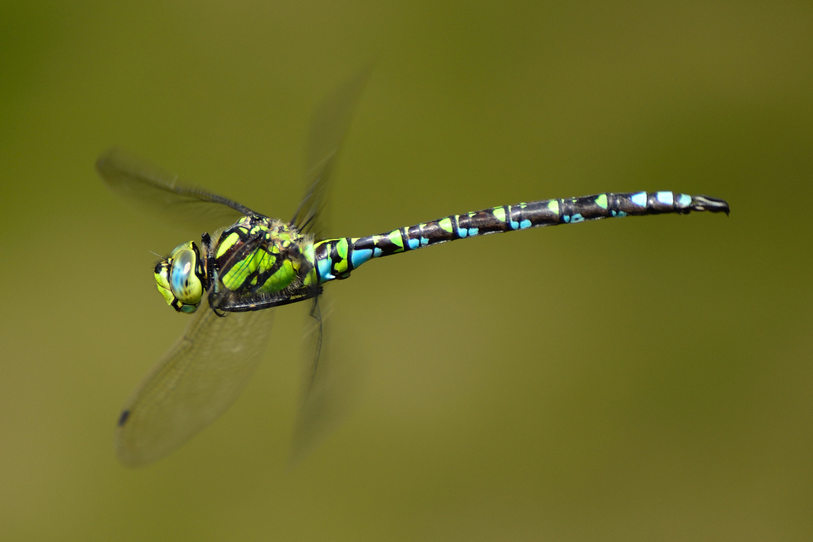 Die Blaugrüne Mosaikjungfer (Aeshna cyanea)