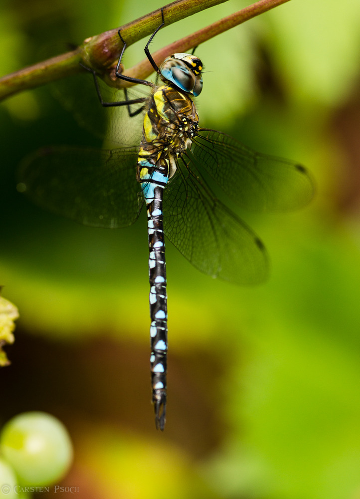 Die Blaugrüne Mosaikjungfer (Aeshna cyanea)