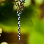 Die Blaugrüne Mosaikjungfer (Aeshna cyanea)