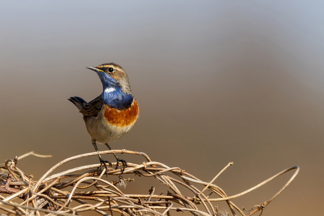 Die Blaukehlchen...