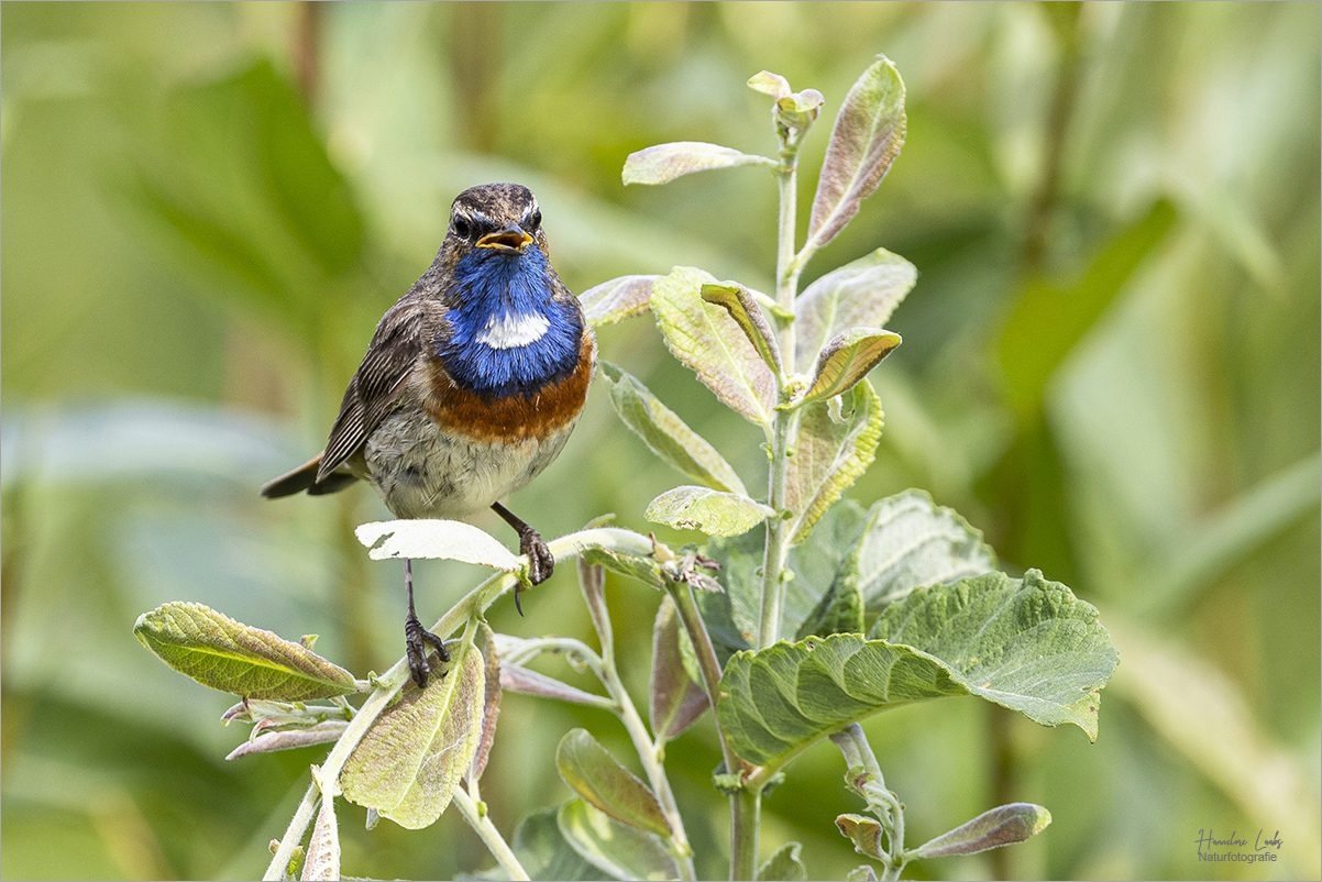 Die Blaukehlchen