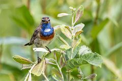 Die Blaukehlchen