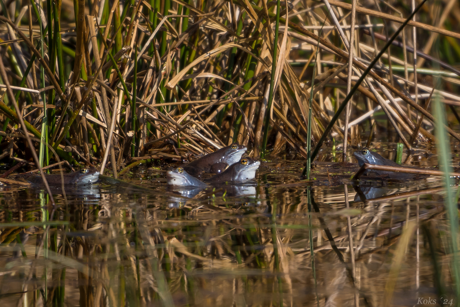 die Blaumänner Foto & Bild tiere, wildlife, amphibien & reptilien