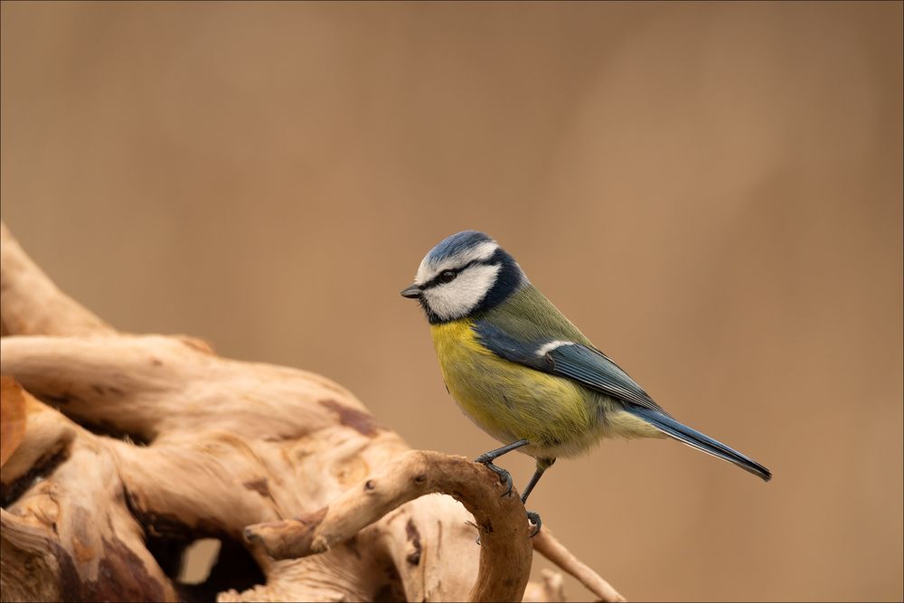 Die Blaumeise!