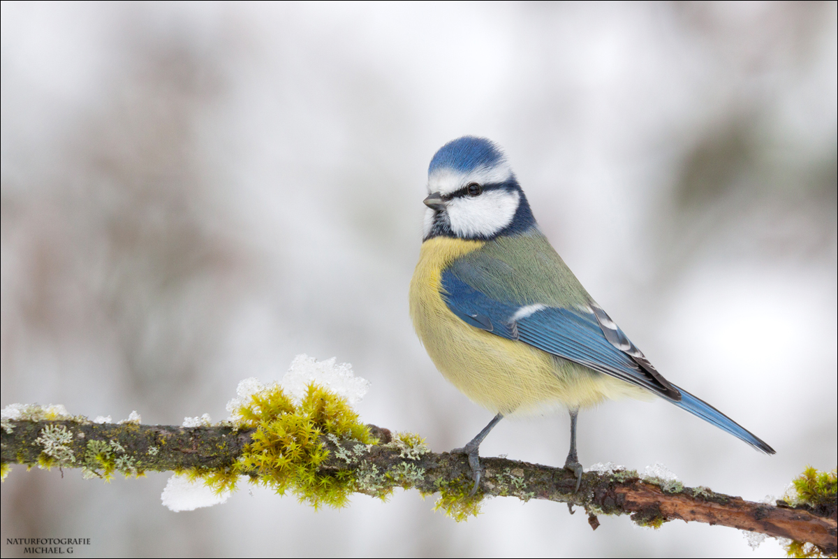 Die Blaumeise