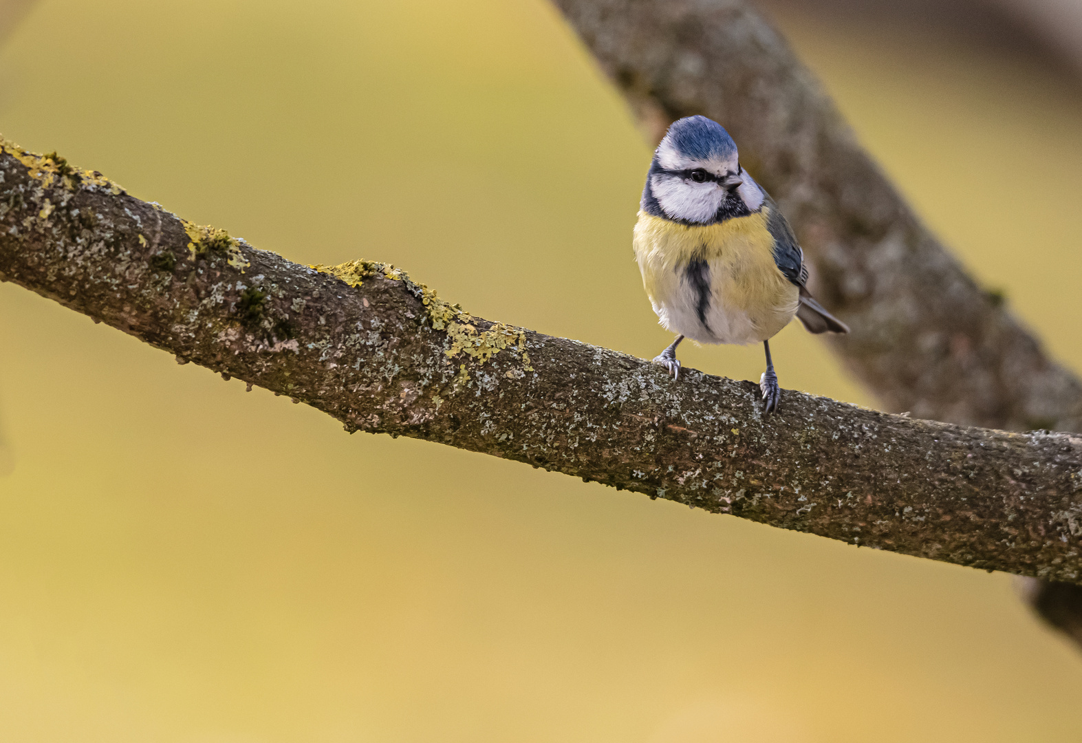 die Blaumeise......