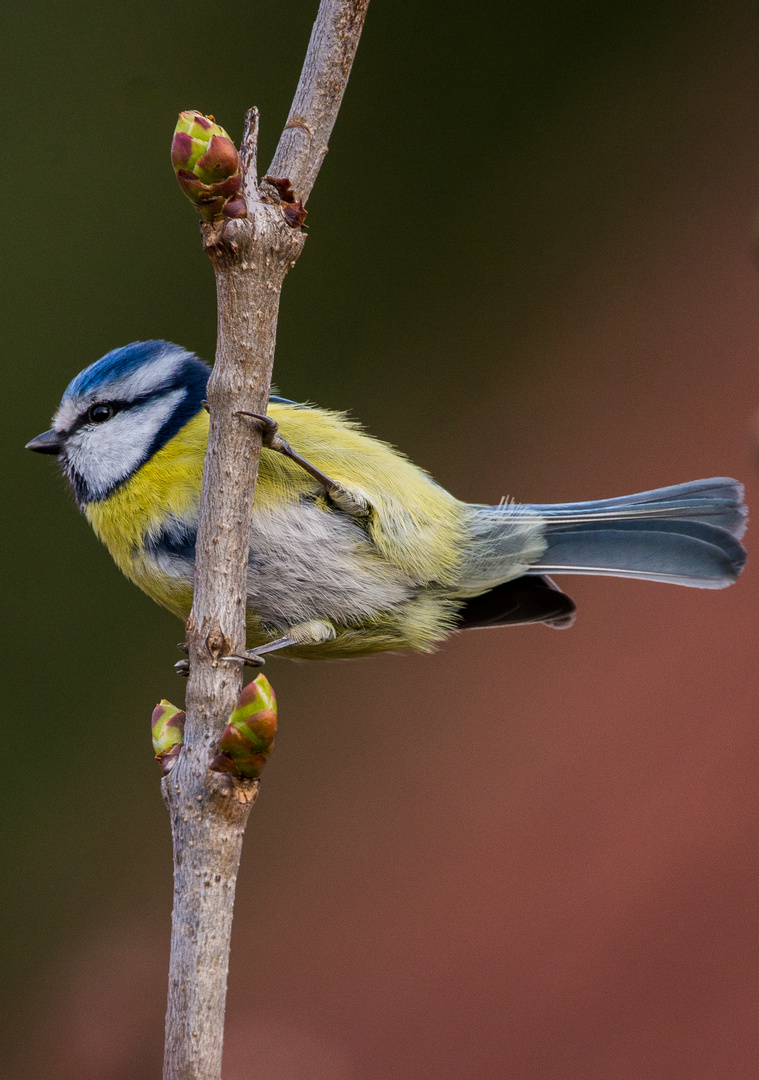 Die Blaumeise 