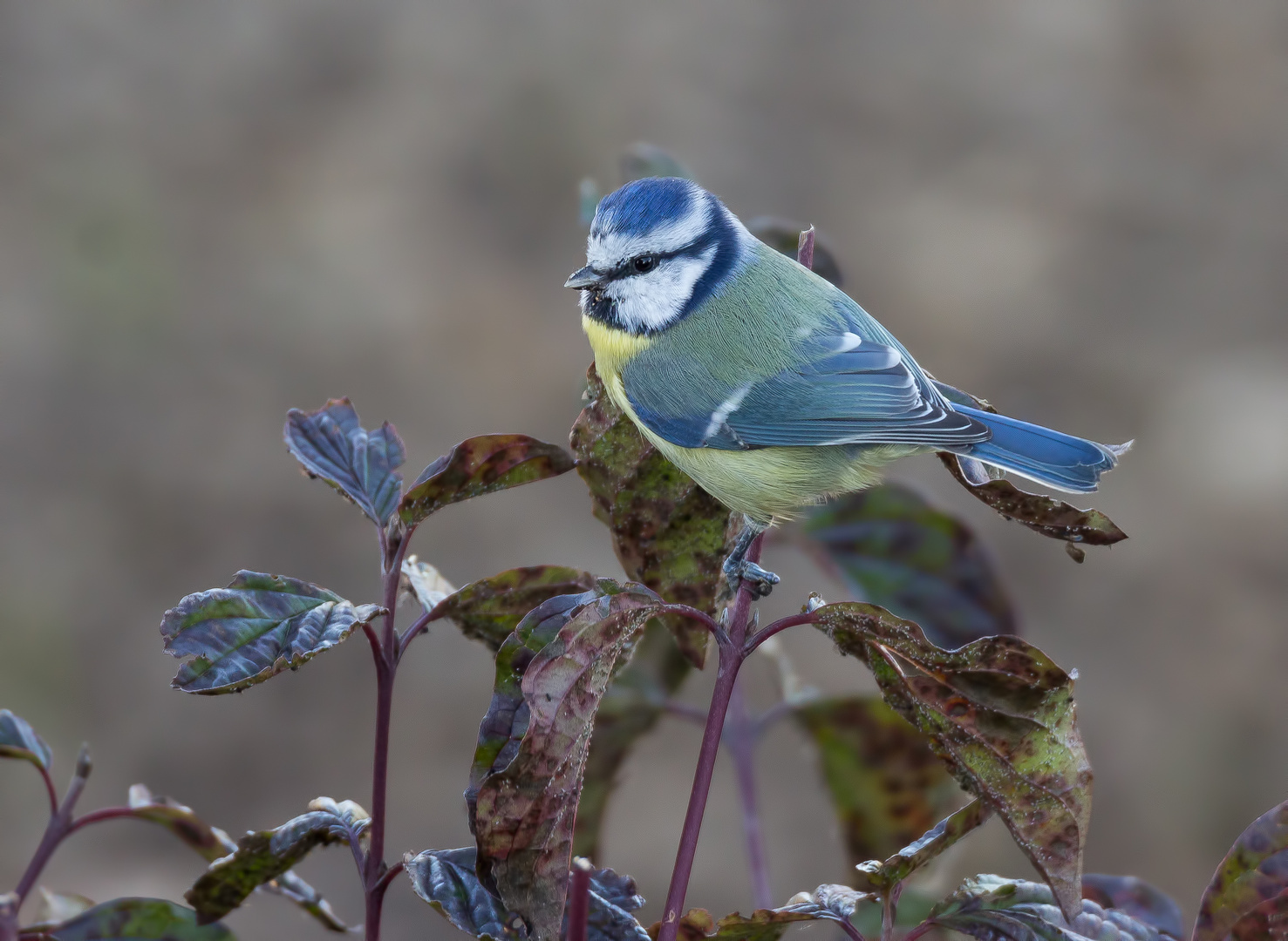 Die Blaumeise ...