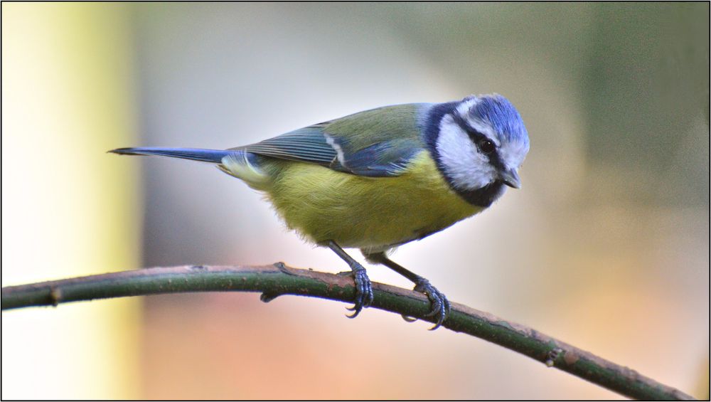 Willkommen, liebe Vogelbeobachter! Sind Sie bereit für die faszinierende Welt der Blaumeisen-Bilder?