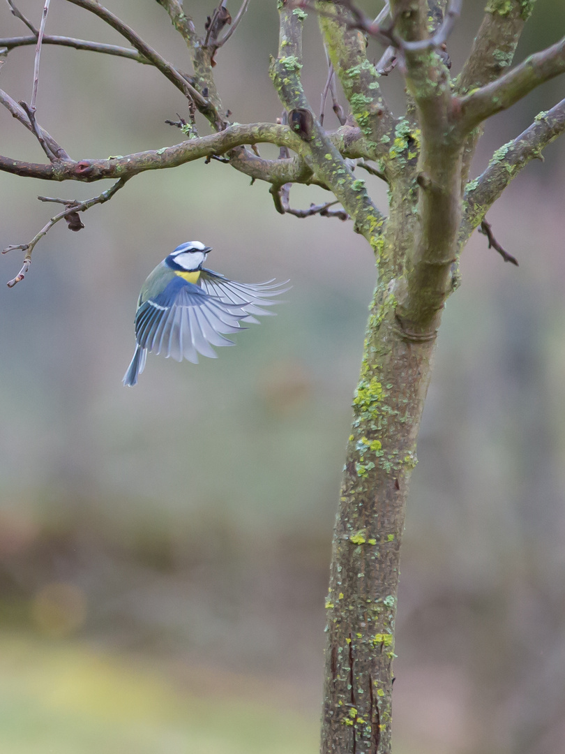 Die Blaumeise