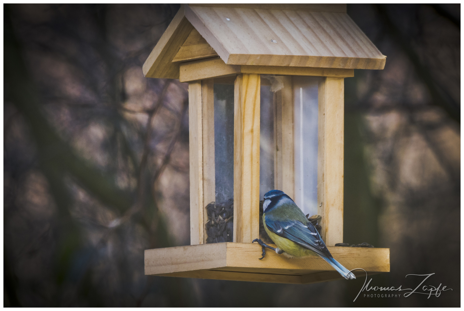 Die Blaumeise am Vogelhaus, das letzte Mal in dieser Wintersaison?