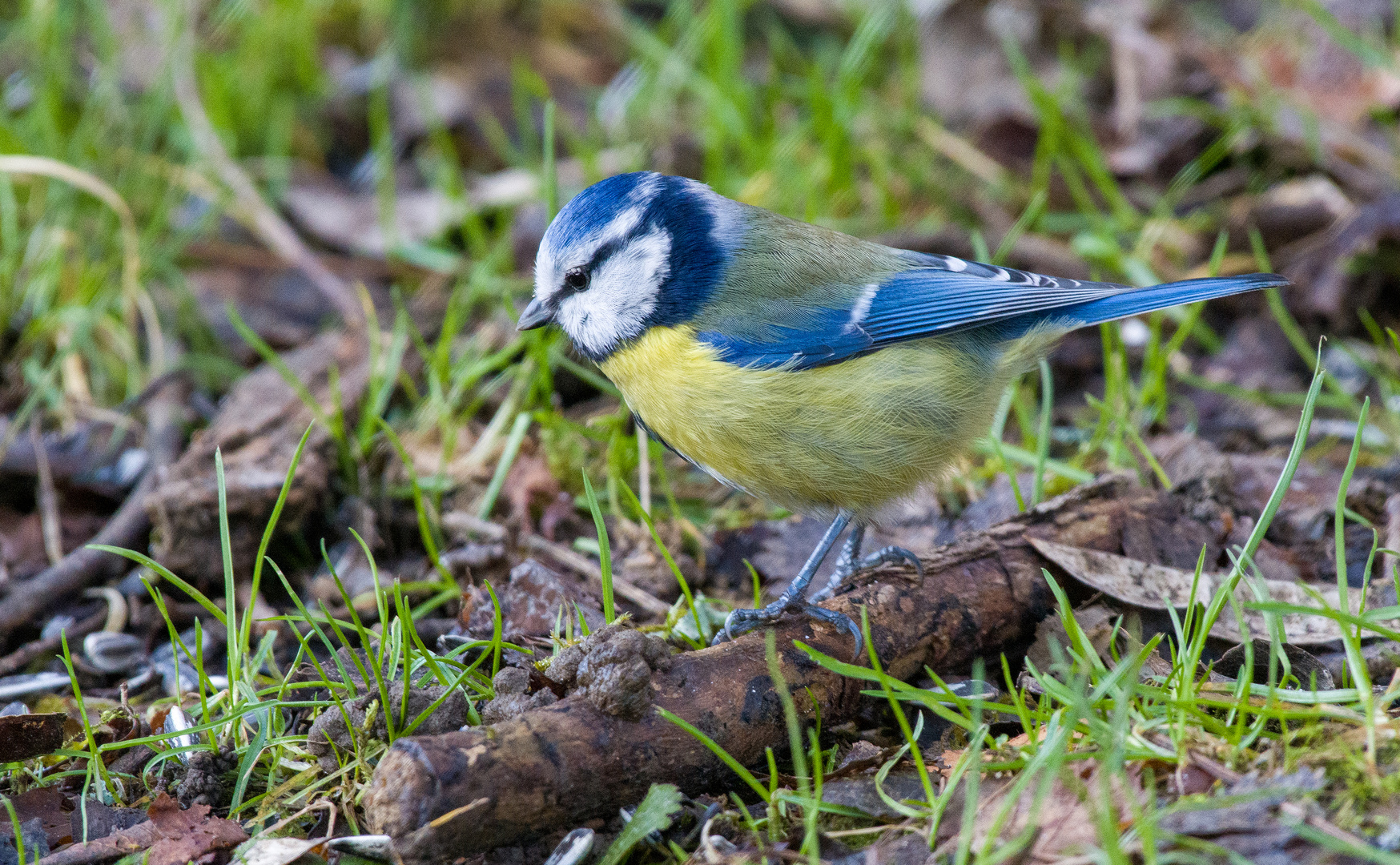 Die Blaumeise am Waldboden.