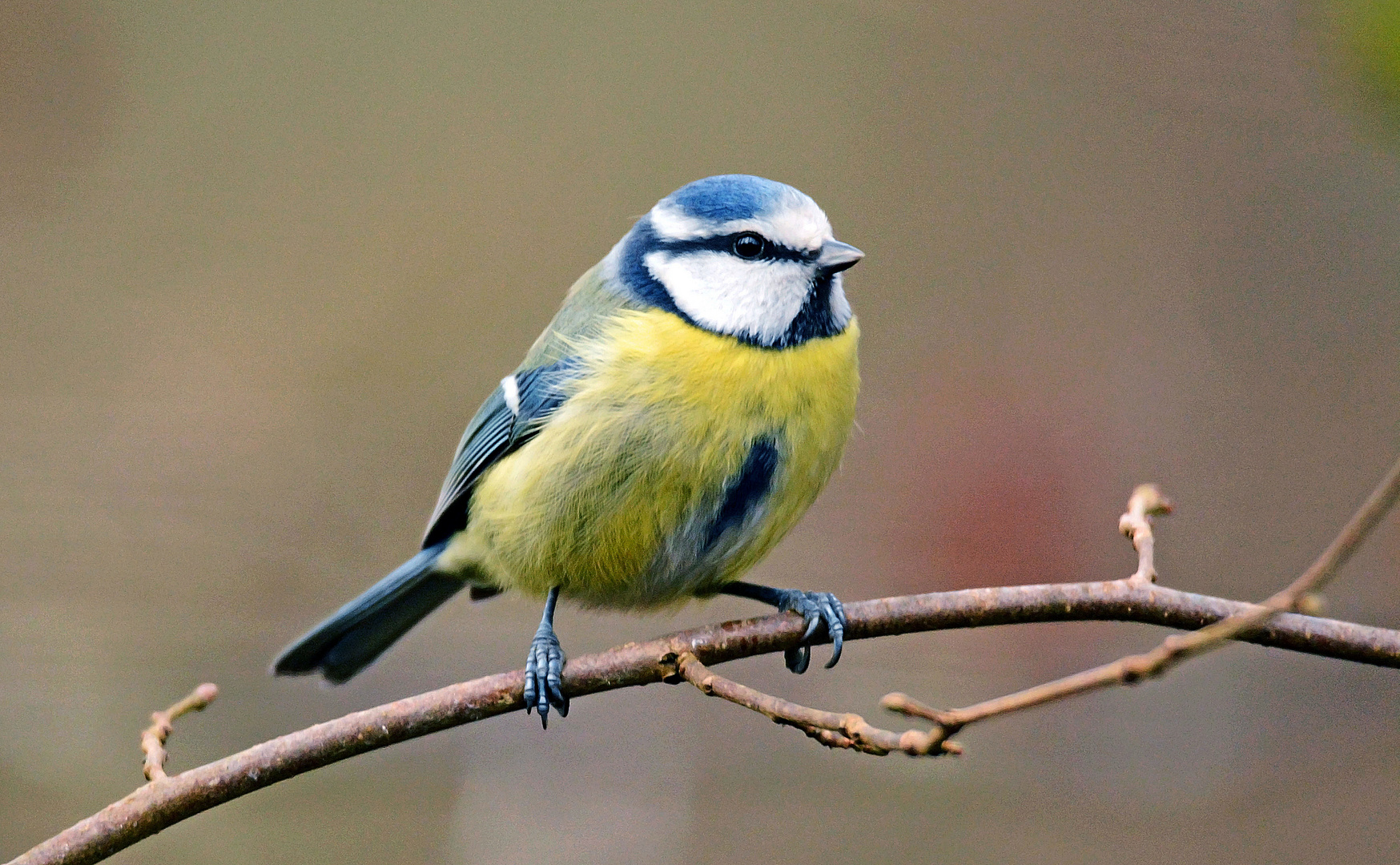 Die Blaumeise auf Besuch