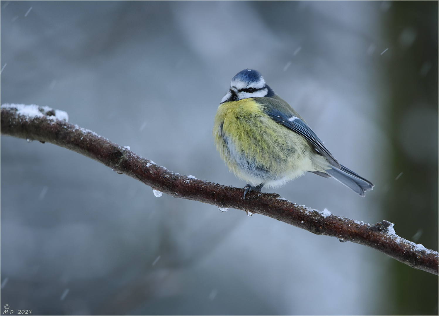 Die Blaumeise ...