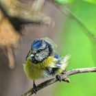 Die Blaumeise.... (Cyanistes caeruleus)