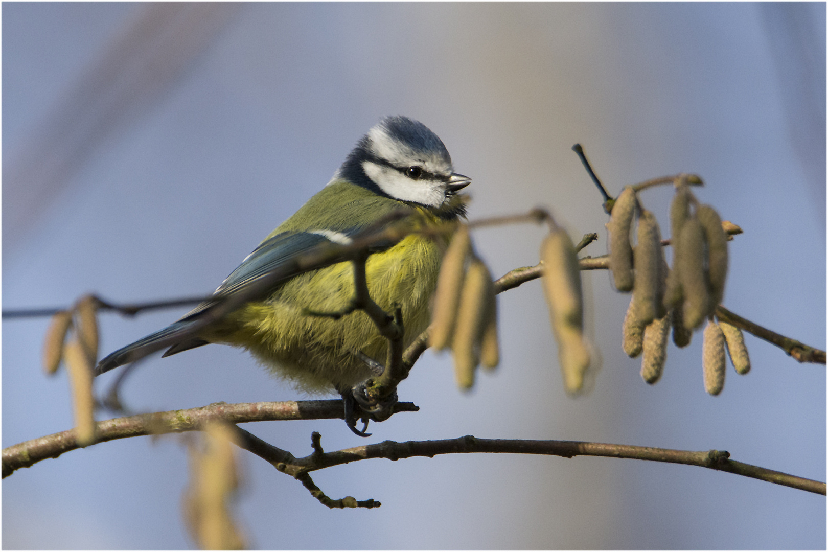 Die Blaumeise (Cyanistes caeruleus) . . .