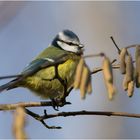 Die Blaumeise (Cyanistes caeruleus) . . .