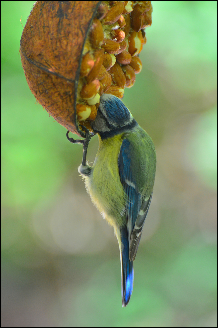 Die Blaumeise.... (Cyanistes caeruleus)......