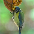 Die Blaumeise.... (Cyanistes caeruleus)......