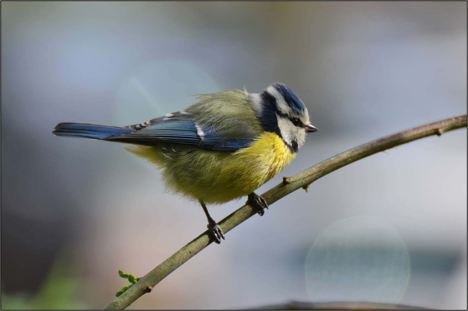 Die Blaumeise (Cyanistes caeruleus)......